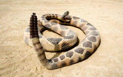 十二生肖命运最差的生肖是他