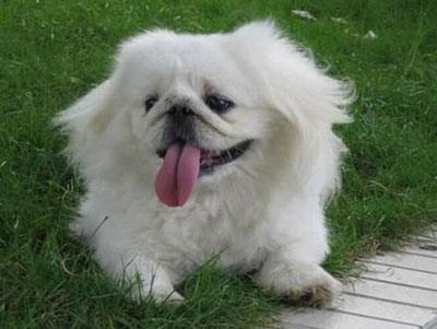 独立自强的四大生肖男 孤身一人承担所有压力 独立自强的四大生肖男 孤身一人承担所有压力