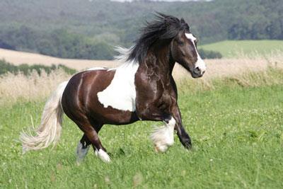 独立自强的四大生肖男 孤身一人承担所有压力 独立自强的四大生肖男 孤身一人承担所有压力