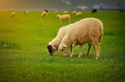 天生温柔贤惠有气质的三个生肖女 天生温柔贤惠有气质的三个生肖女