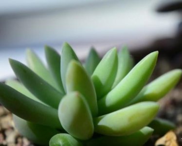 ​十二生肖养什么植物最旺自己