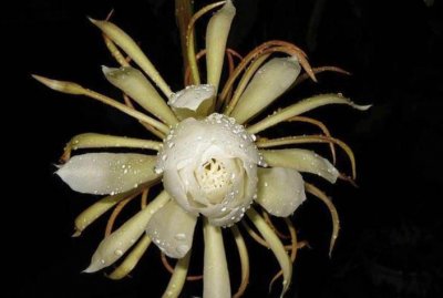 ​昙花一现代表12生肖里面的哪一位