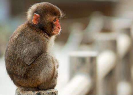 同岁属猴男女婚配有何优缺点