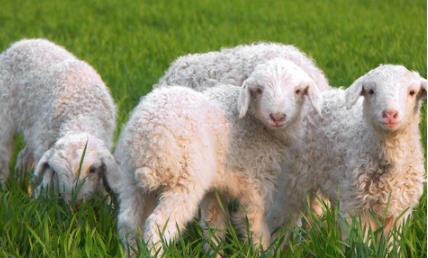 活力满满人见人爱的四大生肖女