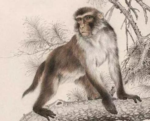 活力满满人见人爱的四大生肖女