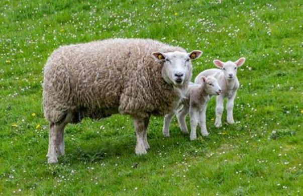 今年30岁属什么生肖 今年30岁的明星有哪些