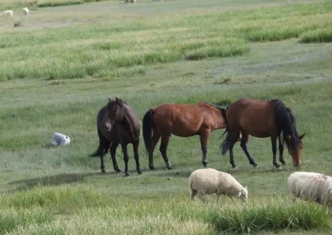 男马女羊为何说是绝配(男马女羊婚配是否旺夫)