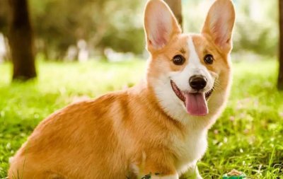 ​属狗人今日运势财运(属狗人今日运势财运方位)