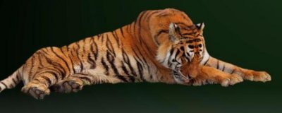 ​属虎的几点出生有福气 属虎的几点出生最好命