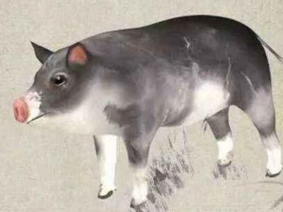 ​属猪男和属牛女婚姻相配吗 属猪和什么属相最配