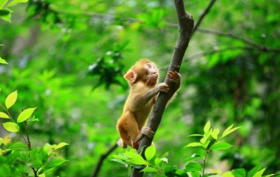 属虎和属猴的婚姻怎么样 属虎和属猴合伙做生意怎么样