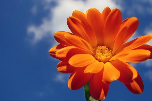 属虎射手座女生性格 你是否也有这样的优缺点