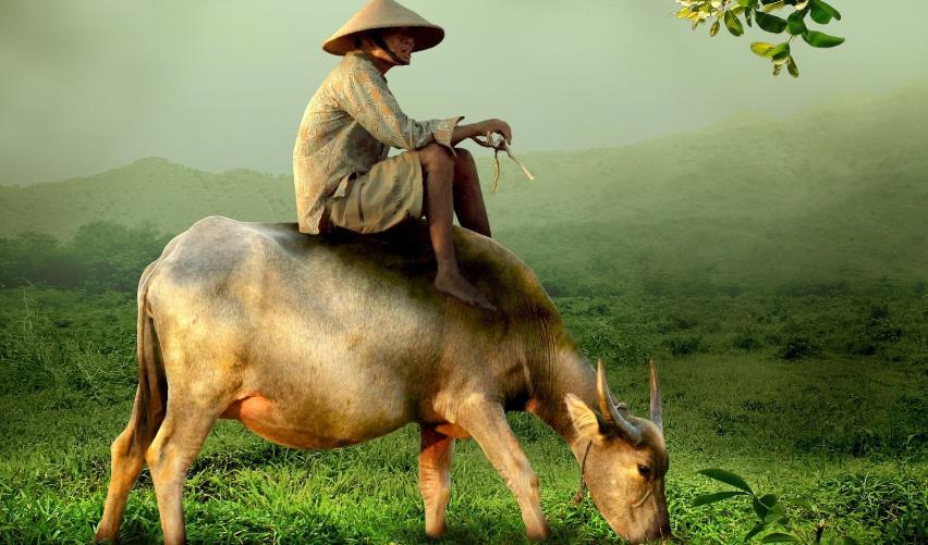 犬马之劳是什么生肖什么动物