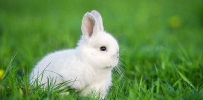 ​兔龙属相婚配好吗   兔龙属相不合怎么化解