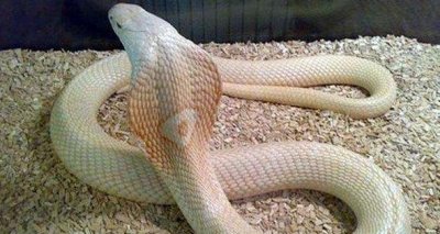 ​属蛇正月出生女人命运详细解析