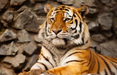 ​婚姻中容易出现坎坷的三大生肖女