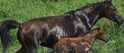 ​马和虎婚配合适吗(虎和马配婚姻好不好)