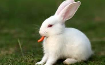 生肖兔婚姻配对指数是多少？