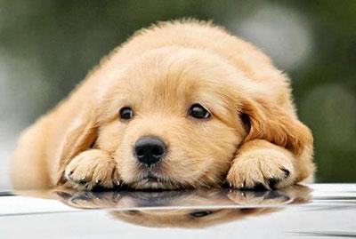 心态乐观不计较得失的三个生肖