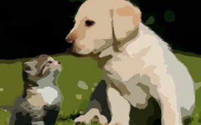 ​狗羊婚配的婚姻如何  狗羊婚配属相合吗