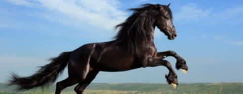 属马的是哪一年出生的 属马的人适合佩戴什么饰品