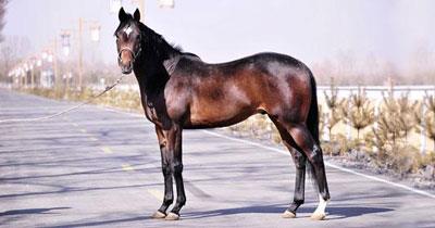 注定公主命的生肖女 一辈子都好运气