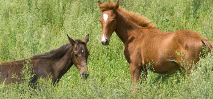 今天属马的赢钱方位 属马今年的运气和财气怎么样
