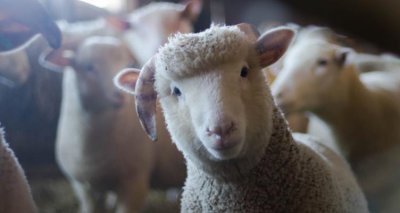 ​属猴和属羊的合不合 属猴和属羊的生什么属相的宝宝好