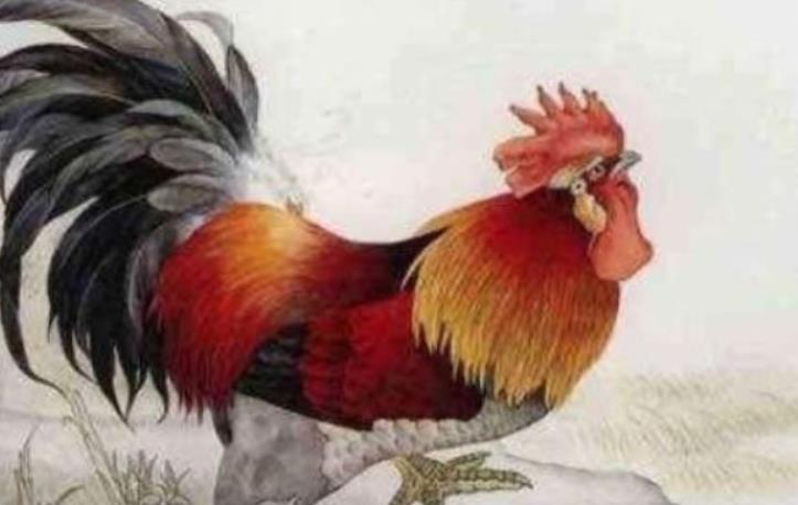 属蛇的31岁和93年的鸡生什么宝宝好,属什么