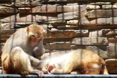 ​92年属猴的是什么命五行属什么 92年出生五行缺什么