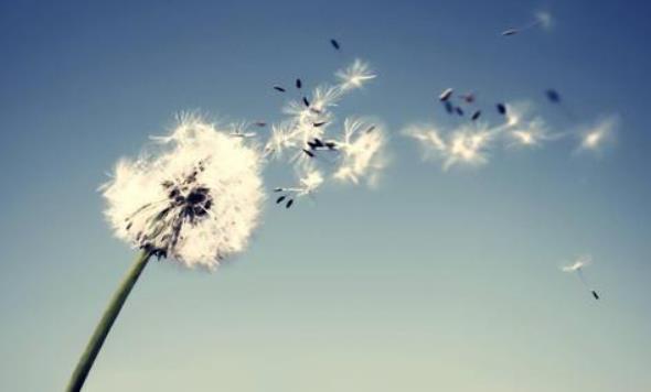 属兔的一生有几次婚姻?属蛇和属兔的婚姻怎么样?