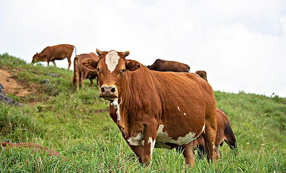 牛配兔一生的命运怎么样?牛配兔婚姻相配吗?