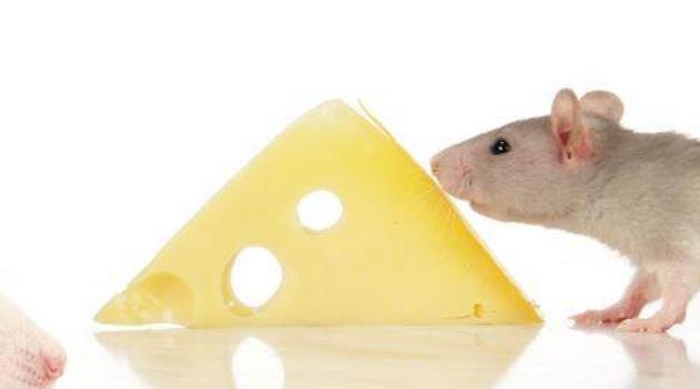 属鼠的贵人是什么属相 1996属鼠的贵人是什么属相