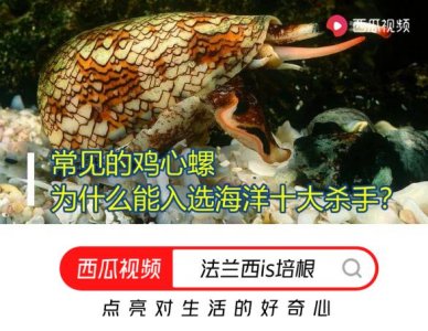 ​美丽致命，色彩艳丽的鸡心螺攻击你的话，你可能轻易丧命