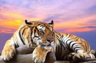 ​炉中火命忌讳什么命？86属虎炉中火五行缺什么？