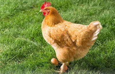 ​属鸡人的婚姻与命运详细介绍