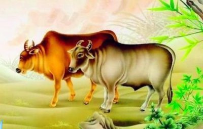 ​男牛女蛇的婚姻怎么样(牛女与蛇男的婚姻好不好)