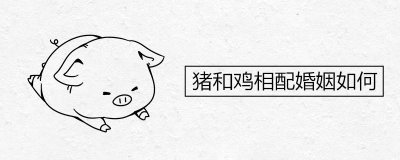 ​猪和鸡相配婚姻如何