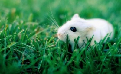 ​属鼠的女生一生面临几次婚姻？