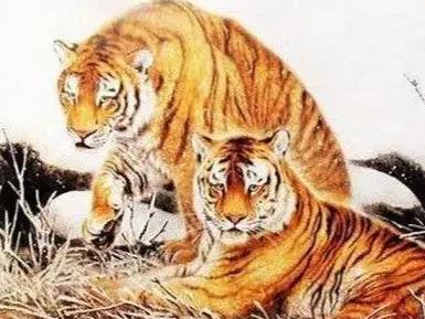 虎尾出生的宝宝好吗（生虎宝宝虎头好还是虎尾好）