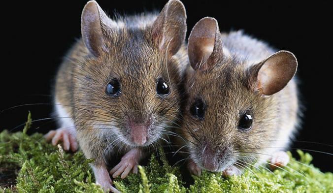 女鼠男羊婚配是否合适  男鼠女羊相配婚姻状况