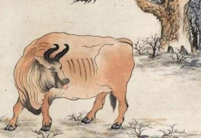 ​白马怕青牛，断头婚是什么意思