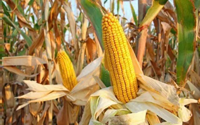 10张图,这样的收玉米场景,你是否熟悉?满满的乡愁啊