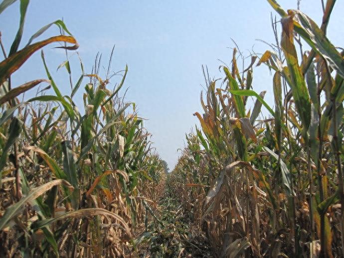 10张图,这样的收玉米场景,你是否熟悉?满满的乡愁啊