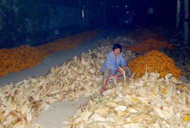 10张图,这样的收玉米场景,你是否熟悉?满满的乡愁啊