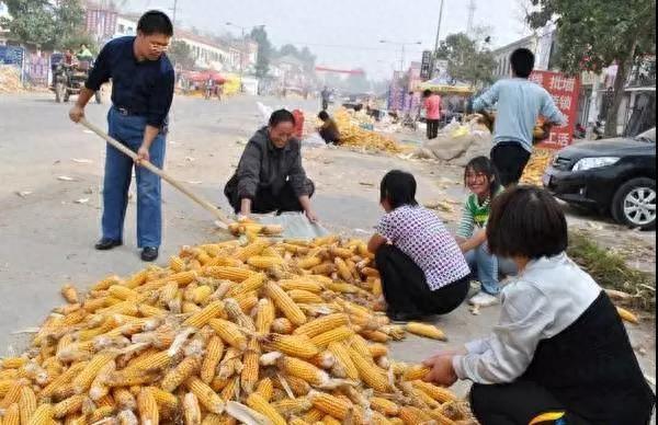 10张图,这样的收玉米场景,你是否熟悉?满满的乡愁啊