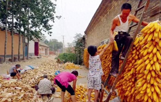 10张图,这样的收玉米场景,你是否熟悉?满满的乡愁啊