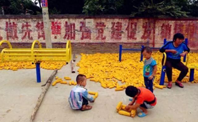 10张图,这样的收玉米场景,你是否熟悉?满满的乡愁啊