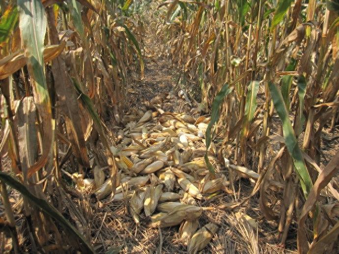 10张图,这样的收玉米场景,你是否熟悉?满满的乡愁啊