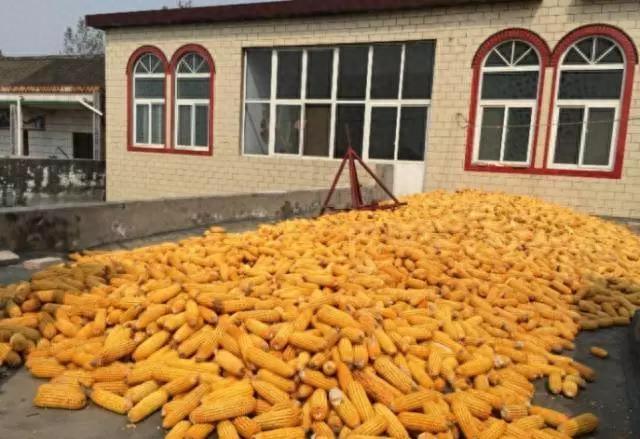 10张图,这样的收玉米场景,你是否熟悉?满满的乡愁啊